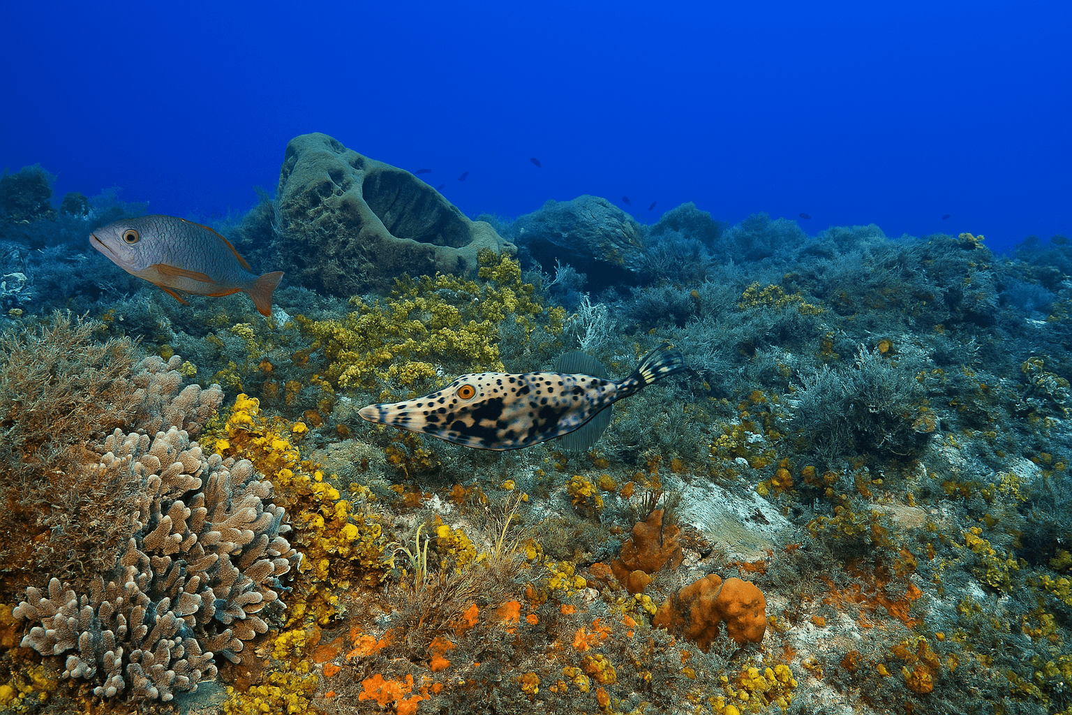 Site background