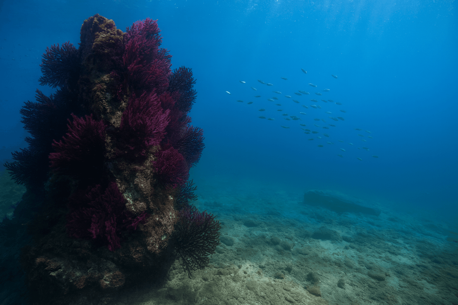 Scuba diving at L'Enfer de Dante in Cannes