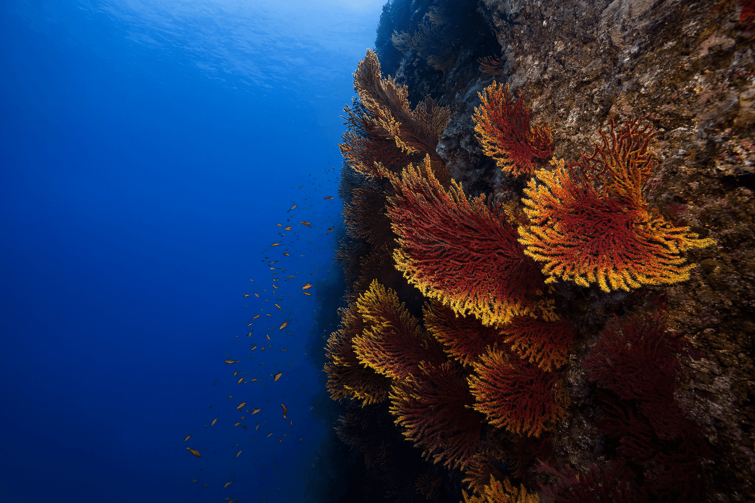Scuba diving at La Montagna (The Mountain of Scilla) in Calabria
