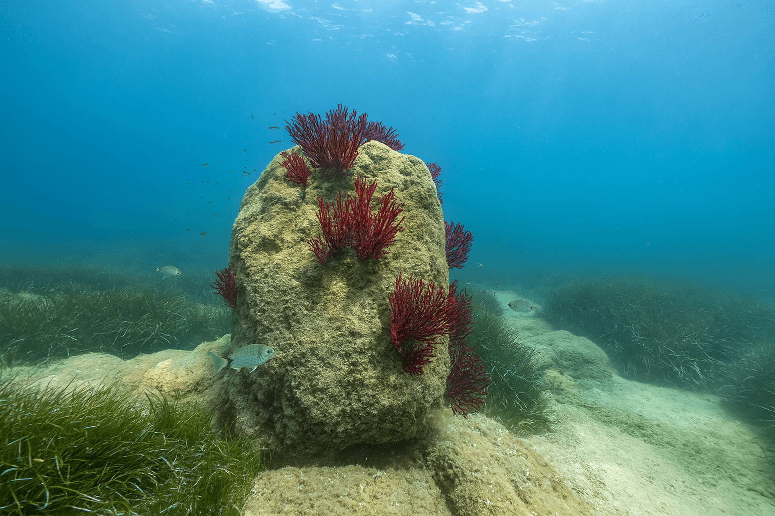 Scuba diving at Le Pic du Scudo (Scudo) in Ajaccio