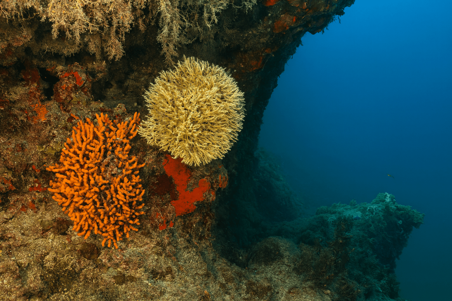 Scuba diving at Nissaki Wall in Corfu