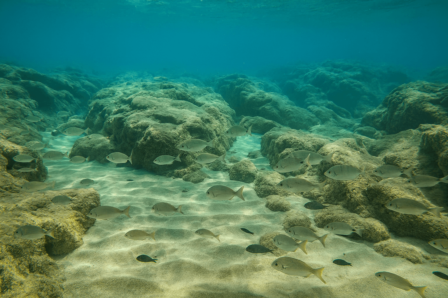 Scuba diving at Octopus Reef in Zakynthos