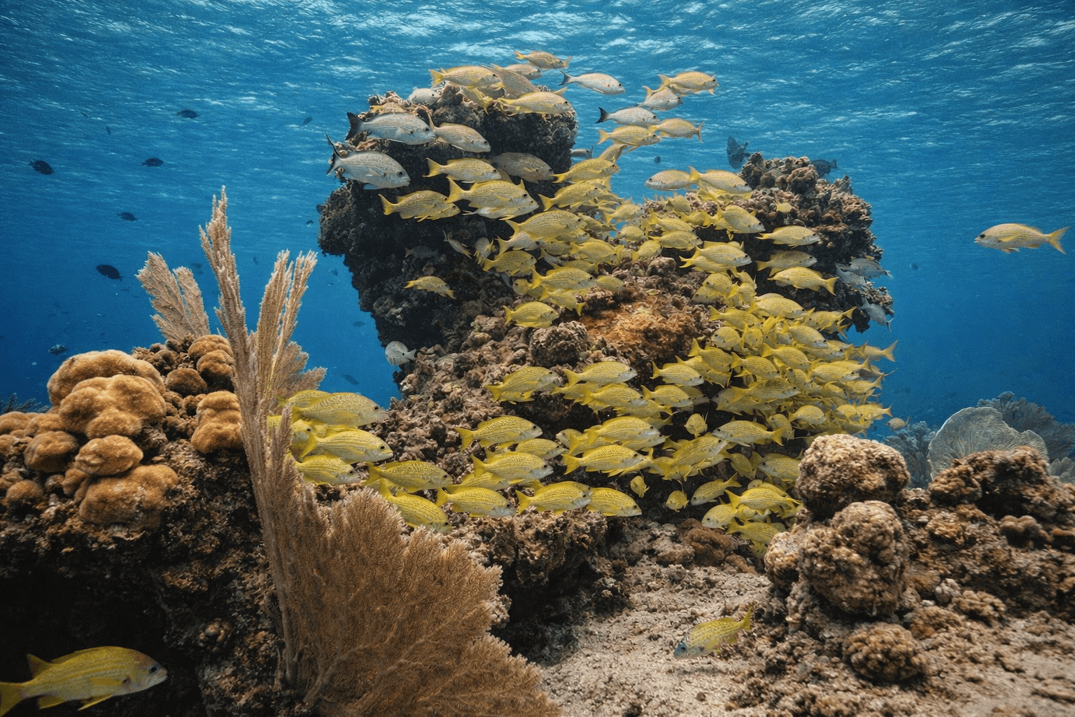 Scuba diving at Paradise Reef in Cozumel