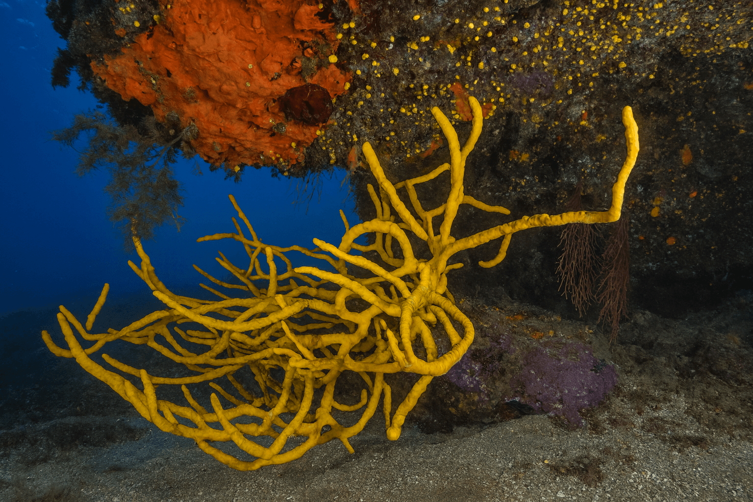 Scuba diving at Punta Lena in Stromboli
